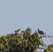 072 LOANGO 2 Tassi le Bungalow Principal Oiseau Aves Ibis Hagedash Bostrychia hagedash 15E5K3IMG_106400wtmk.jpg